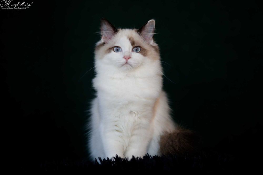 Ragdoll, śliczna koteczka seal bicolor z rodowodem FPL/FIFE