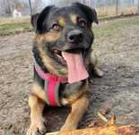 DOLAR i patyk do adopcji