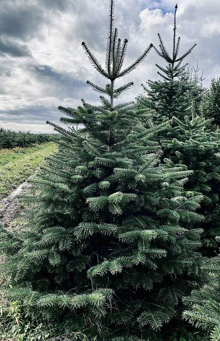jodła kaukaska 1.70-2.00 świerk choinki