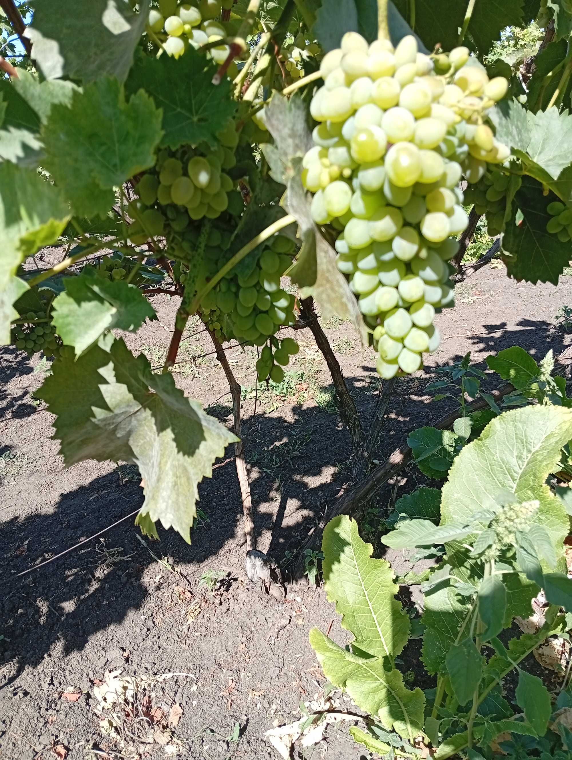 Продам Виноград Оптом
