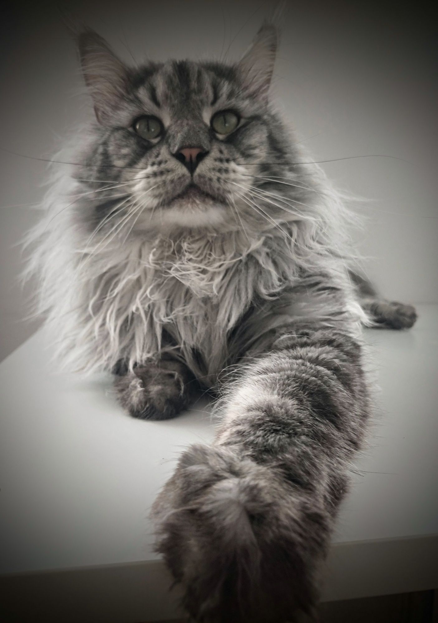 Reproduktor Maine Coon