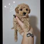 maltipoo bichpoo poochon red lok badania paszport wyprawka