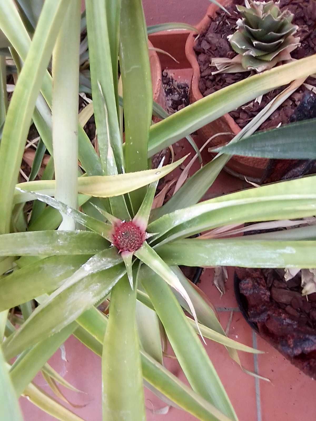 Plantas de Ananás  ( ananas )