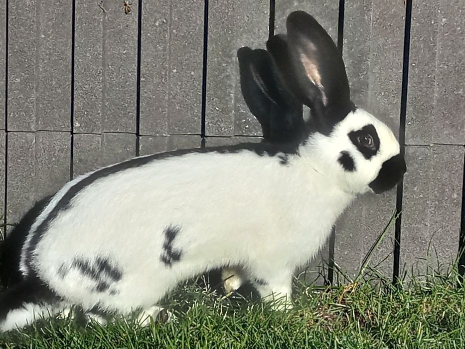 Srokacz niemiecki samiec