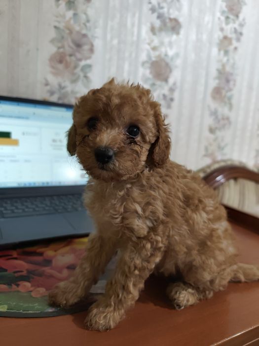 Дівчинка той пуделя