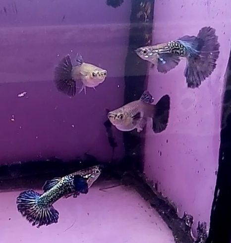 Rasowy gupik Blue dumbo half moon snakeskin