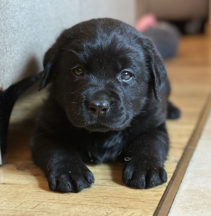 Labrador Retriever - piękne czarne szczenięta