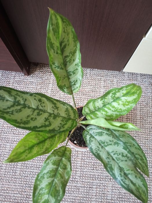 Аглаонема з великими листями