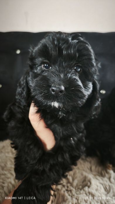 Cokapoo, cocapoo, cavapoo Gucio