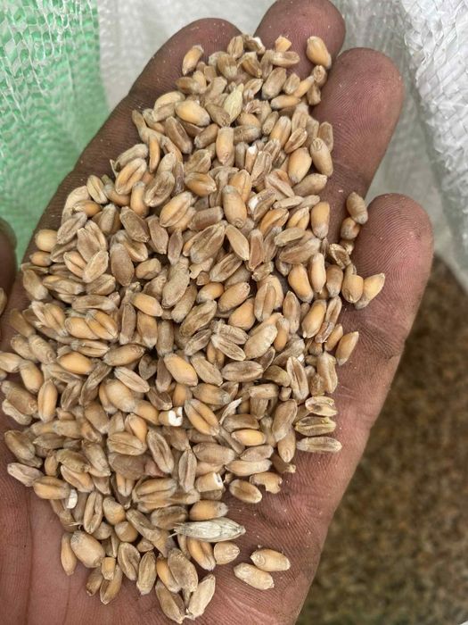 Sprzedam zboże pszenica tegoroczna