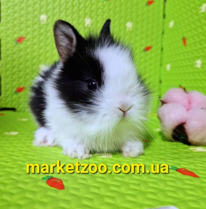 Миниатюрный львиноголовый малышь