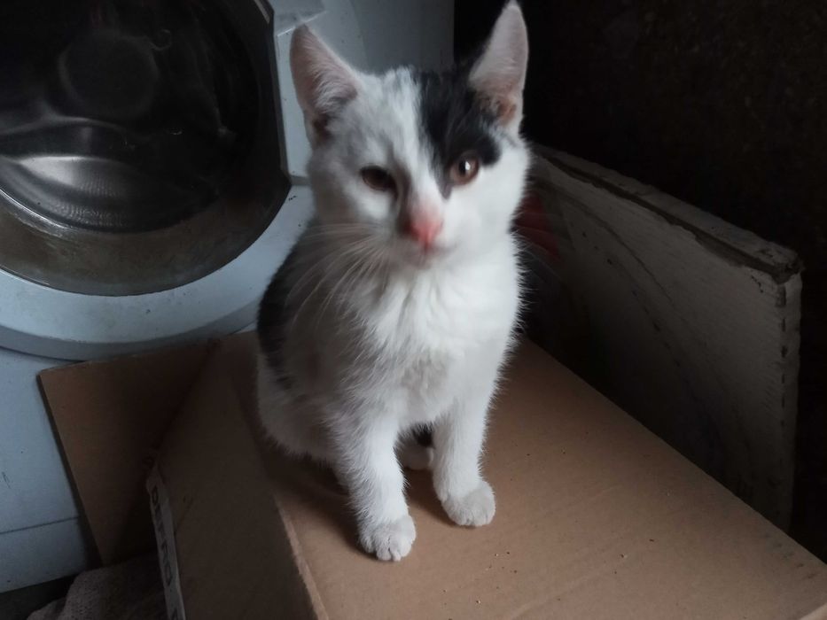 2 małych kotków oddam