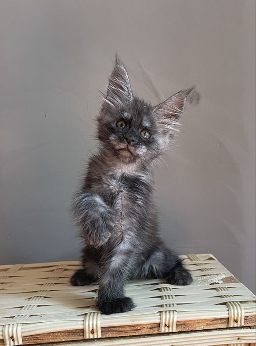 Вип котята Мейн кун