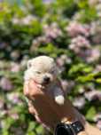 Kremowy piesek szpic miniatiurowy (pomeranian)