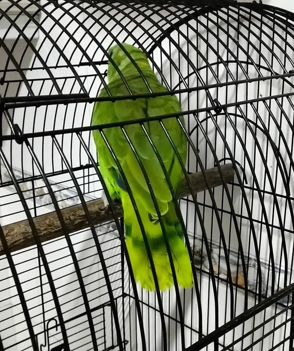 Papagaios com gaiola aceito troca