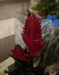 Bromelia guzmania doniczka