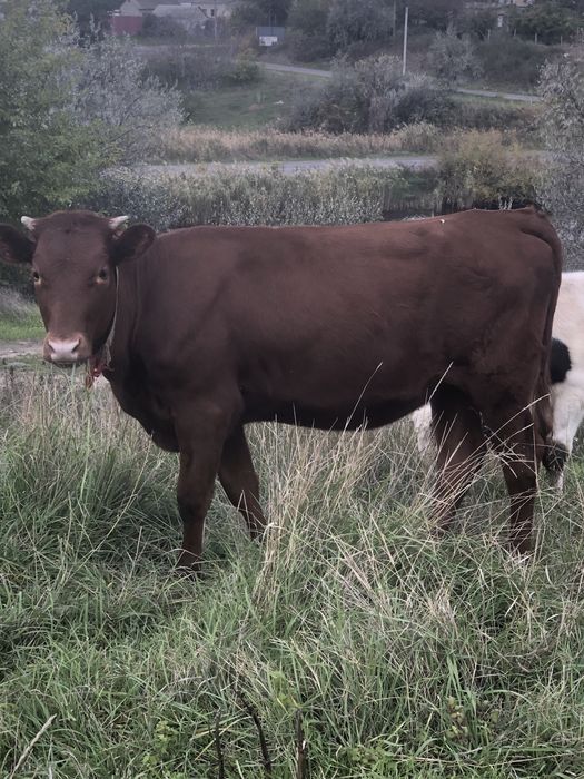 Продам телочку на корову Англерская порода