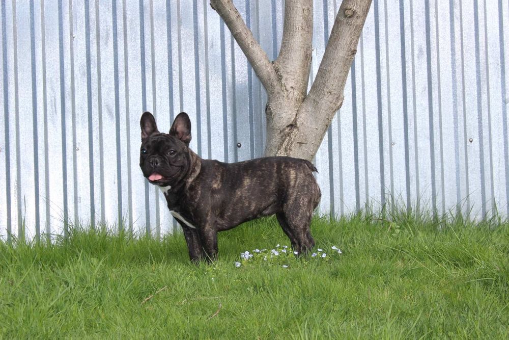 Француженка WKU KKU