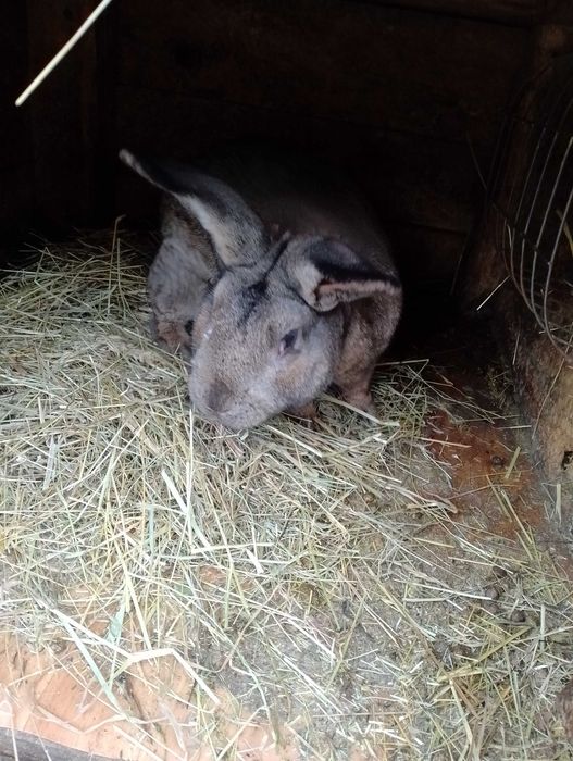 Samica srokacz niemiecki