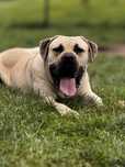 Dog kanaryjski FCI Roczny samiec