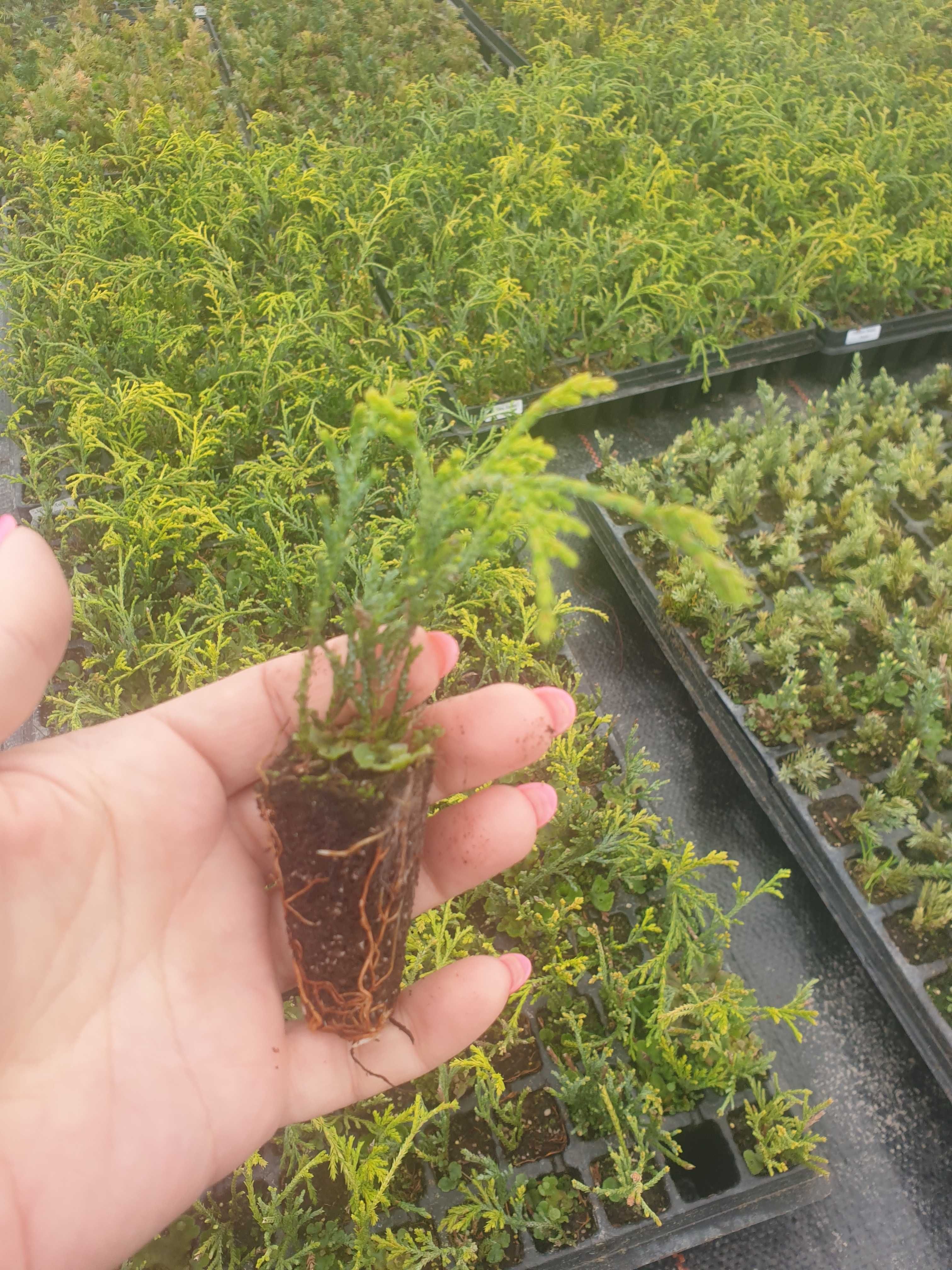 Cyprys groszkowy Filifera Aurea Nana multiplat