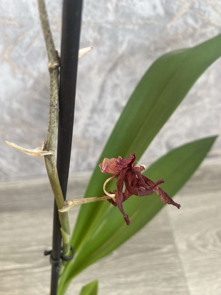 Орхідея Камбрія, уцінка