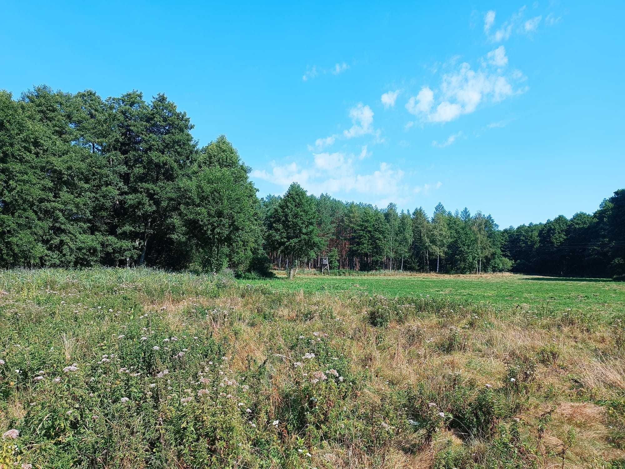 Ziemia rolna / Las - Miedzichowo - Silna Nowa, Trzciel - 9ha