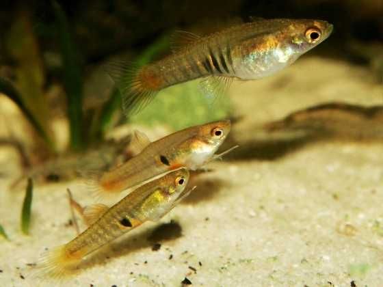 Drobnotka Nadobna Neoheterandria elegans miniaturowa rybka