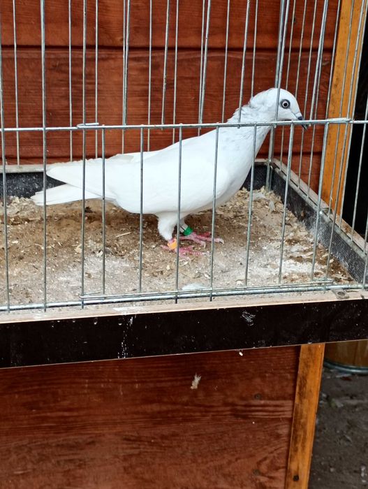 Jasne korniate srebniaki