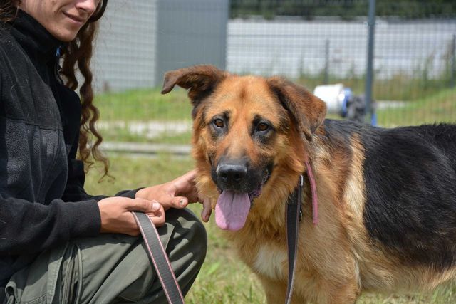 Remus kochany psiak jak owczarek niemiecki ADOPCJA