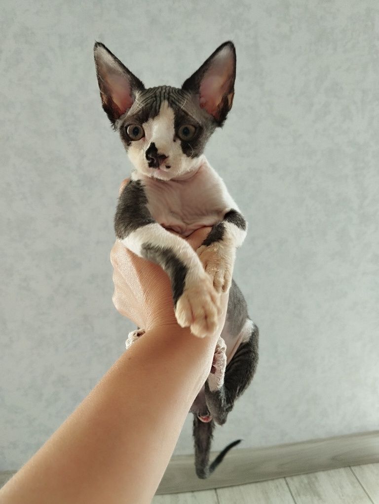 Котята девон -рекс