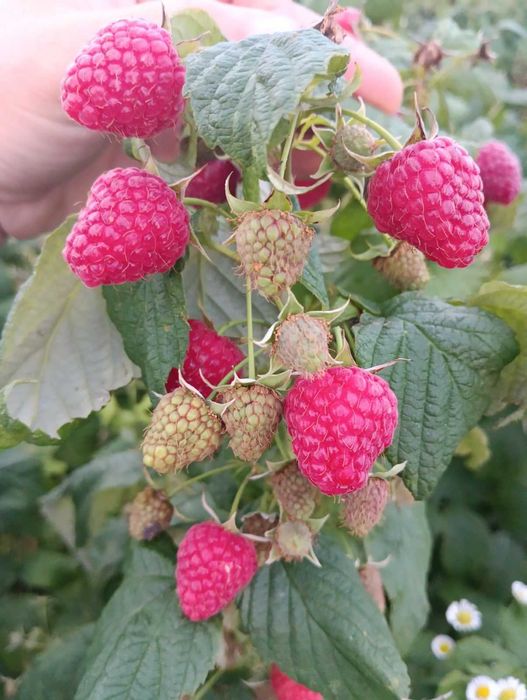 Продаються саджанці малини полана,5грн за штуку.