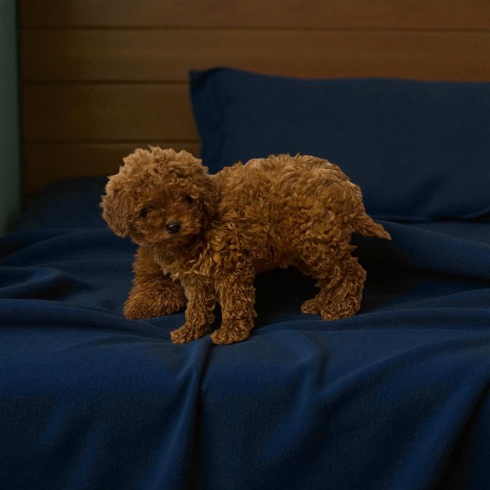 Pudel toy red Suczka z Rodowodem