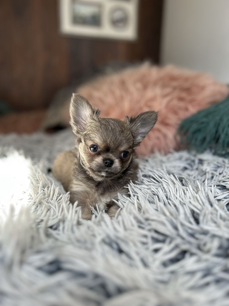Chihuahua długowłosa chłopiec FCI