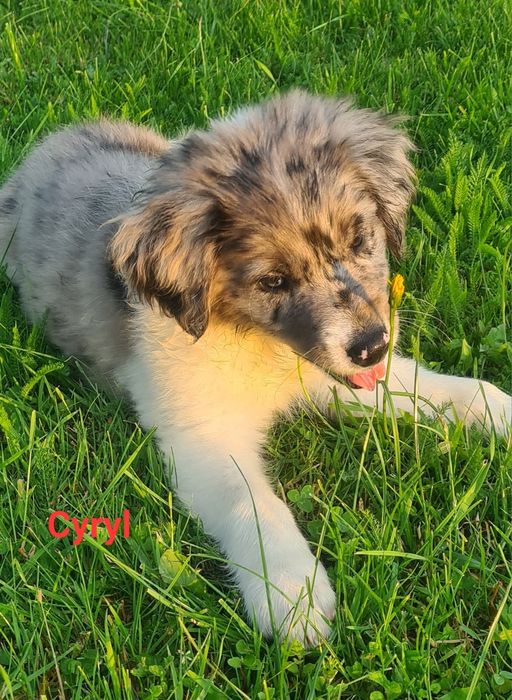 Piesek Border Collie