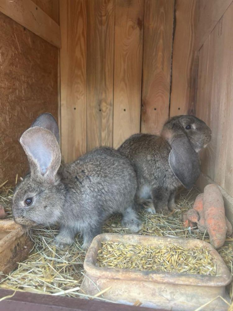 Kroliki barany i belgi