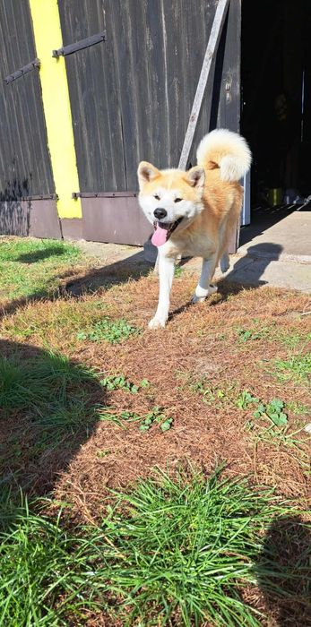 Akita Inu Szuka Domu