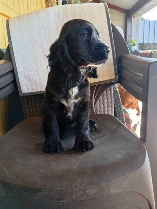 Coocker spaniel inglês