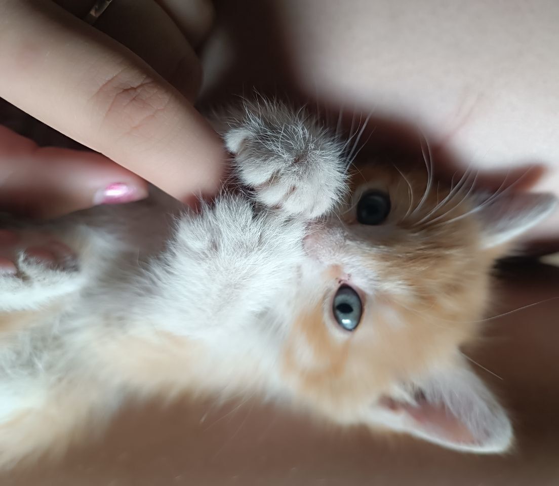 Отдаю в добрые руки рыжих котят