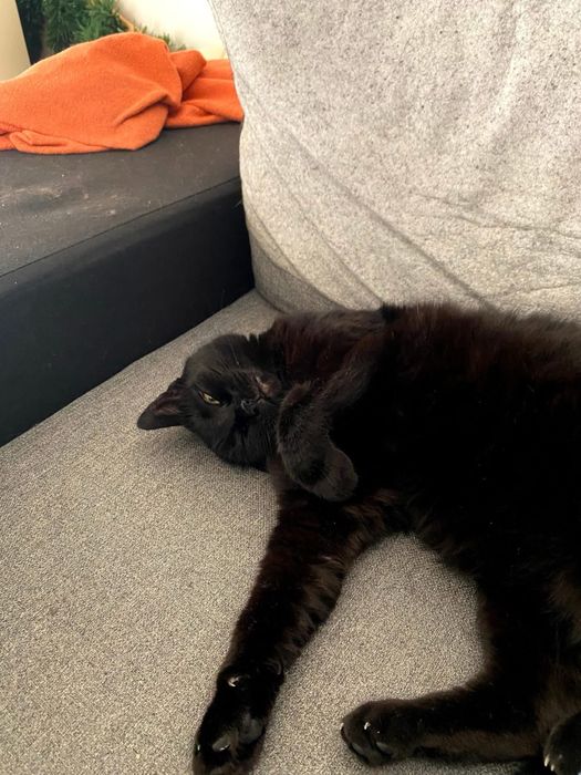 PAN TADEUSZ- szuka domu stałego