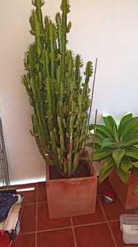 Cacto candelabro agave e yucca