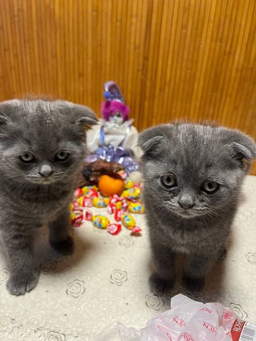 Котята британцы.