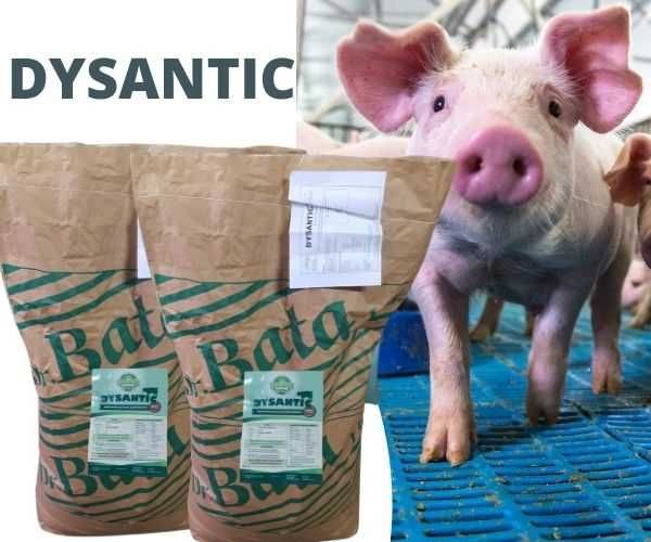 DYSANTIC - na dyzenterię, adenomatozę, biegunkę dla trzody, świń