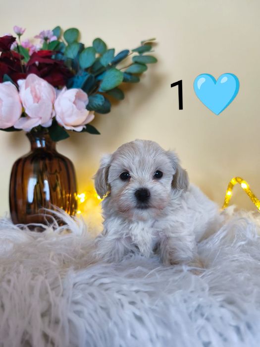 Unikatowy bajeczny XS chłopiec czarodziejek Maltipoo Badania rodowód