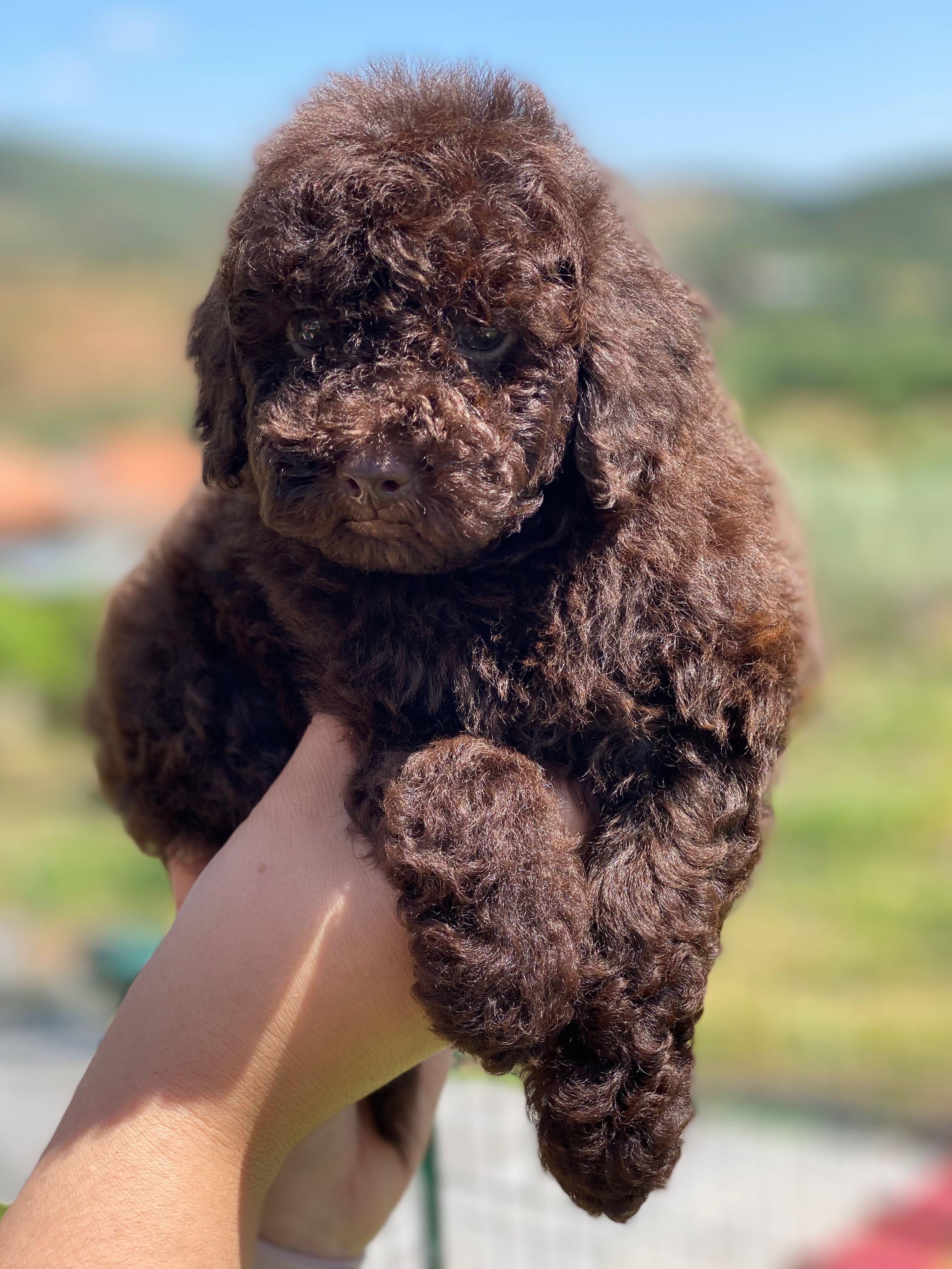 Lindo puppy de poodle toy procura novo dono!!!