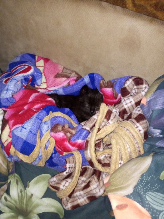 Відамо маленьке котеня