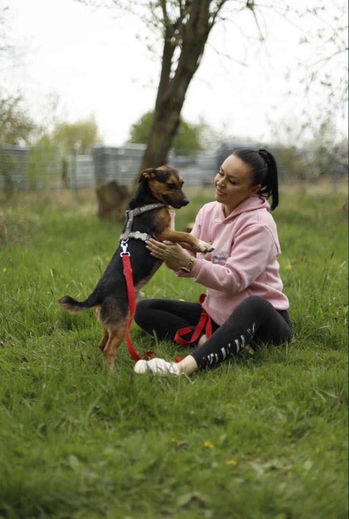 CHARLIE poleca się do adopcji