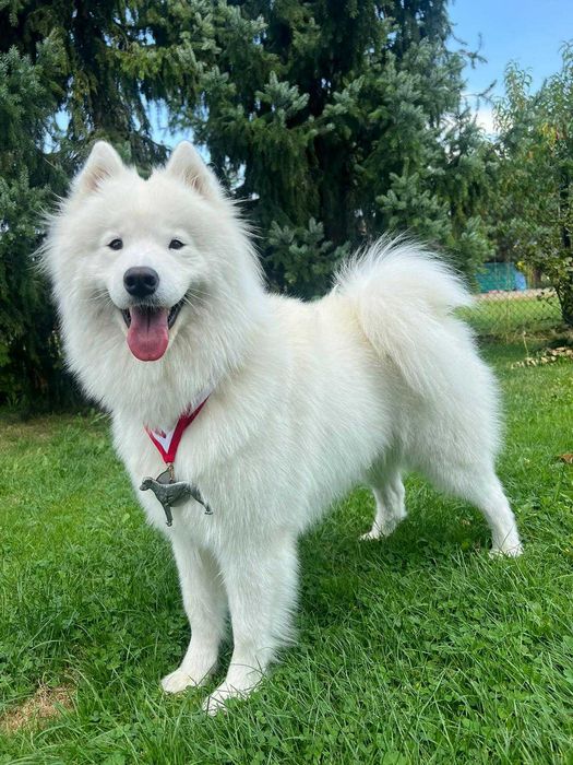 Zapowiedź miotu Samoyed listopad 2025 Epic Smile FCi