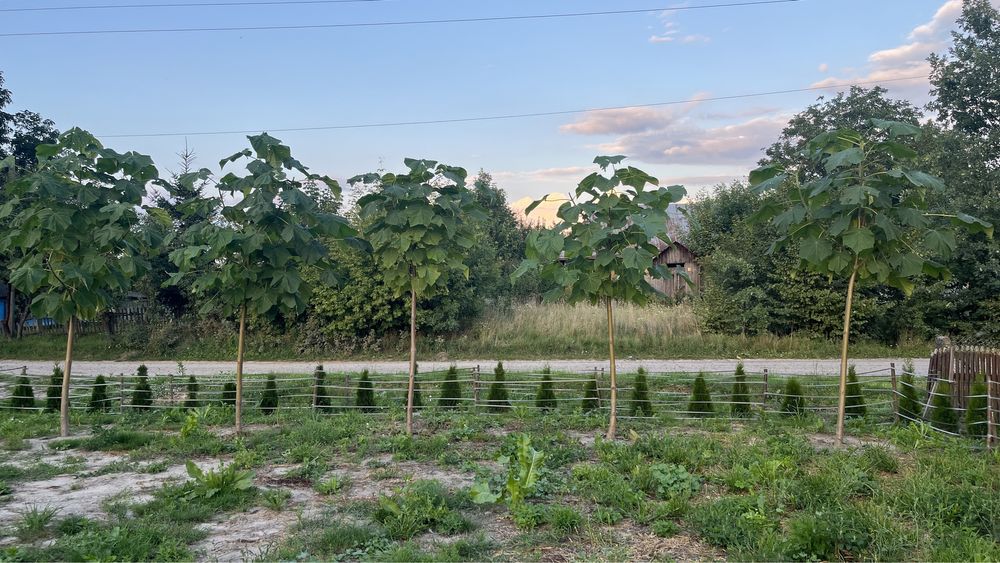 Декоративна Павловнія Shan Tong. Павловния ширина стовбура 1см