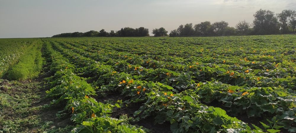 Гарбузове насіння!